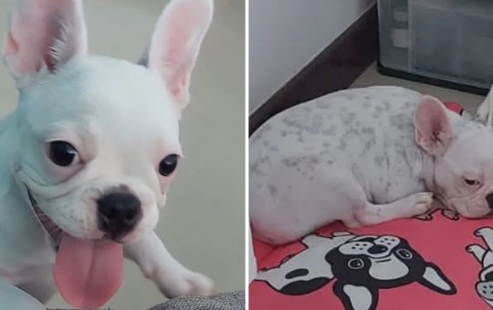 Salvador: homem ameaça mulher com faca e rouba cadela, em Monte Serrat