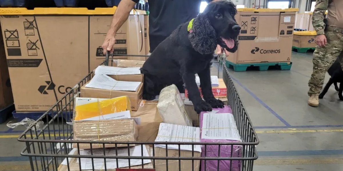BA: Polícia Civil apreende drogas enviadas em caixas de presente pelos Correios