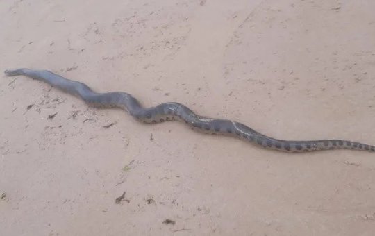 Cobra sucuri é resgatada na praia de Jaguaribe, em Salvador