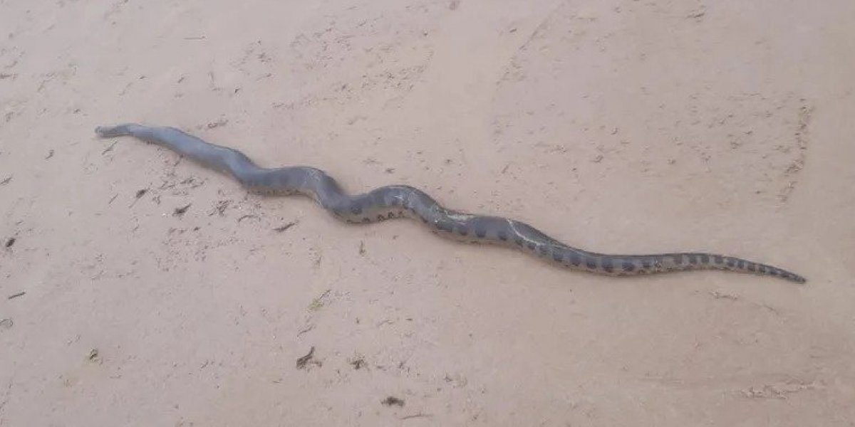 Cobra sucuri é resgatada na praia de Jaguaribe, em Salvador
