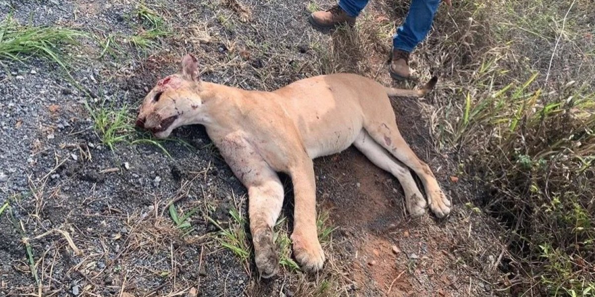 Onça-parda morre após ser atropelada na região da Chapada Diamantina