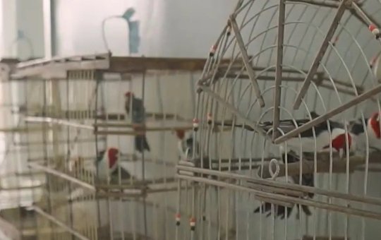 Operação policial resgata cerca de 200 aves silvestres no norte da Bahia