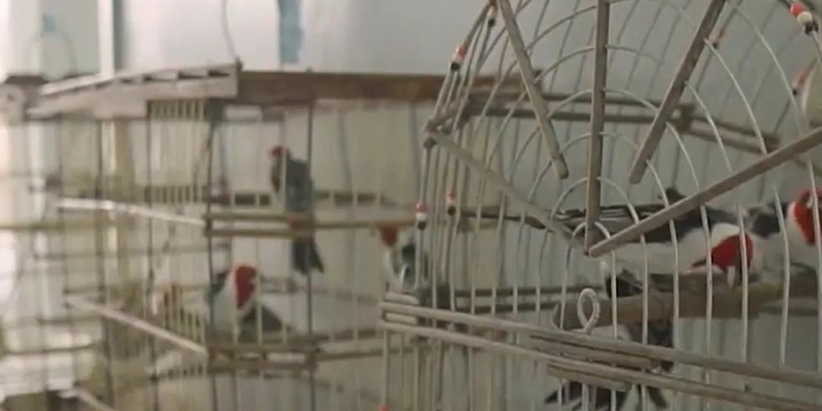 Operação policial resgata cerca de 200 aves silvestres no norte da Bahia