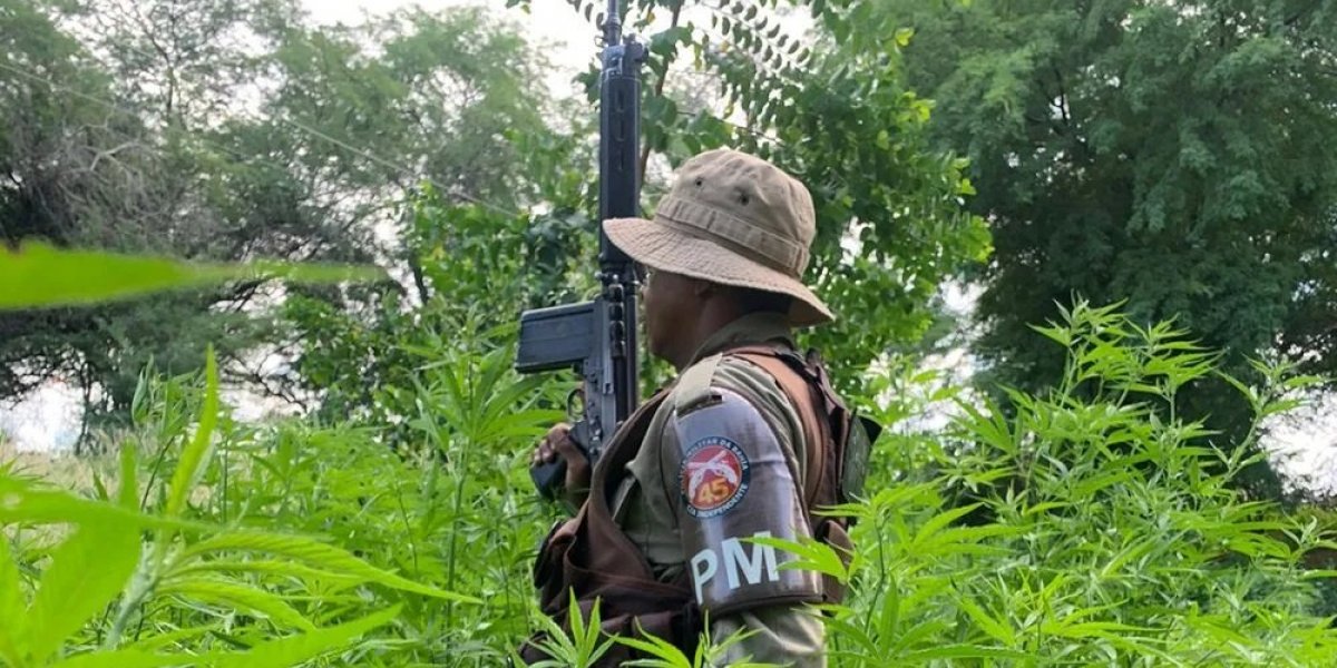 Homem é preso com seis mil pés de maconha no norte da Bahia