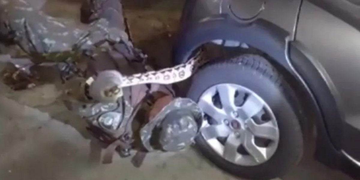 Salvador: jiboia é encontrada em para-choque de carro no bairro Jardim Armação