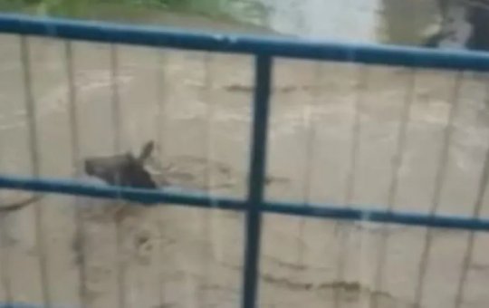 Cavalo é arrastado por correnteza em Jucuruçu