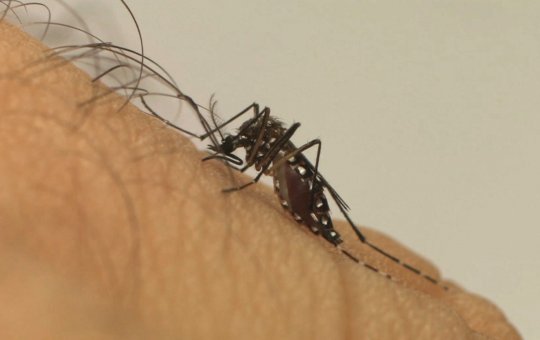 Entenda diferença entre pernilongo e mosquito da dengue