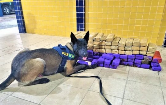 Mulheres são presas com quase 70 kg de maconha dentro ônibus em Feira de Santana