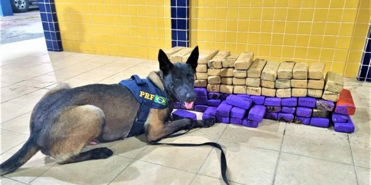 Mulheres são presas com quase 70 kg de maconha dentro ônibus em Feira de Santana