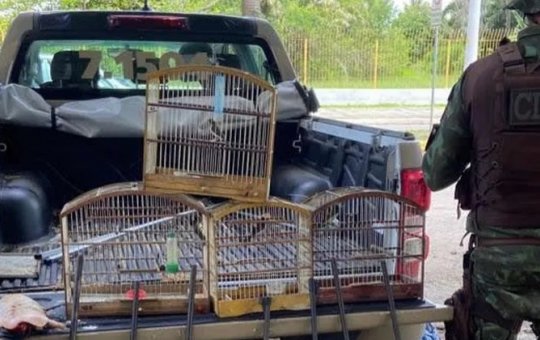 Dupla é presa por maus-tratos a animais silvestres no extremo sul da Bahia