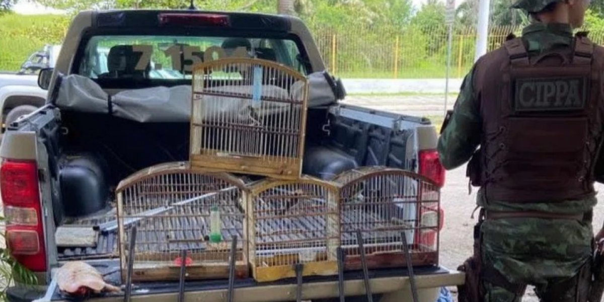 Dupla é presa por maus-tratos a animais silvestres no extremo sul da Bahia