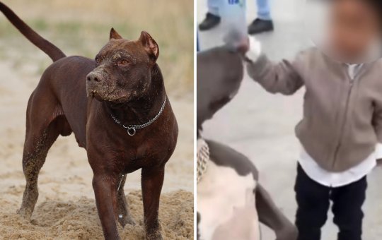 Criança batendo em pit bull choca internautas nas redes sociais; veja