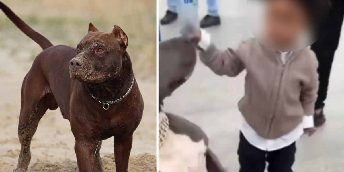 Criança batendo em pit bull choca internautas nas redes sociais; veja
