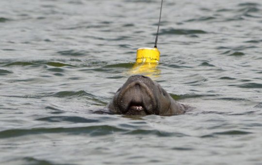Projeto comemora nascimento de peixe-boi-marinho na Paraíba