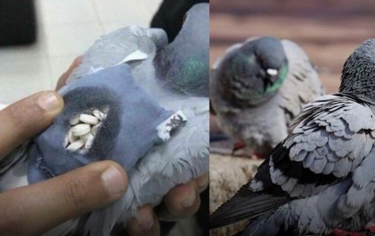 Pombo com mochila com drogas é detido em prisão no Canadá