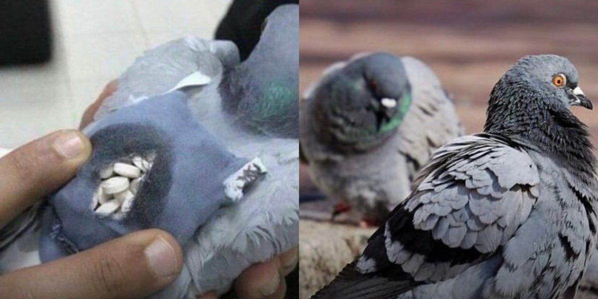 Pombo com mochila com drogas é detido em prisão no Canadá