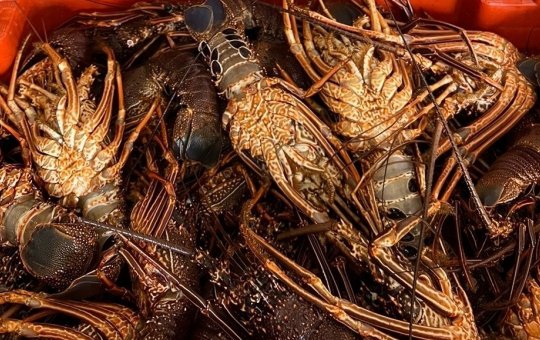 Polícia apreende mais de 16kg de lagosta no bairro Água de Meninos, em Salvador