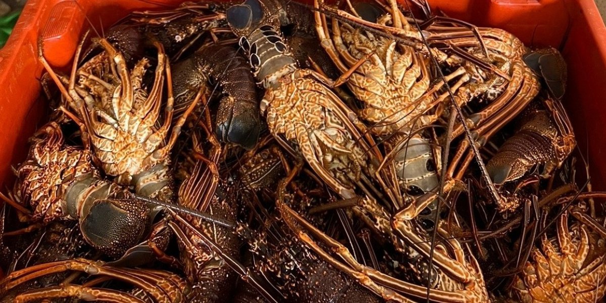 Polícia apreende mais de 16kg de lagosta no bairro Água de Meninos, em Salvador