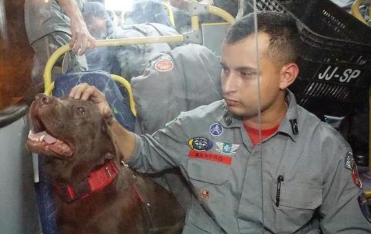Bombeiros, cães farejadores e médicos de São Paulo são enviados para a Turquia