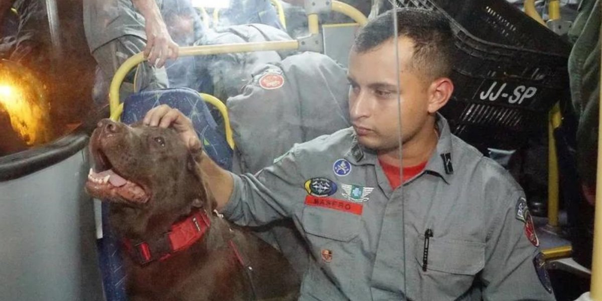 Bombeiros, cães farejadores e médicos de São Paulo são enviados para a Turquia