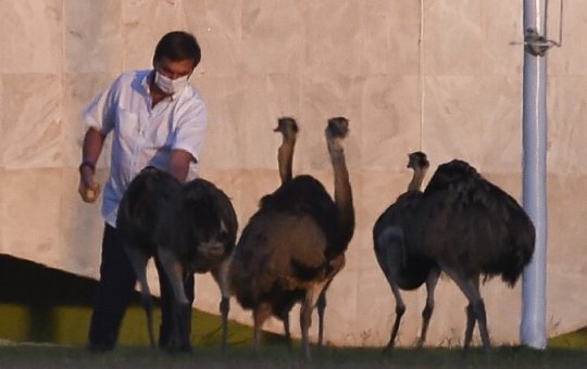 Emas 'de Bolsonaro' morrem de obesidade; saiba mais