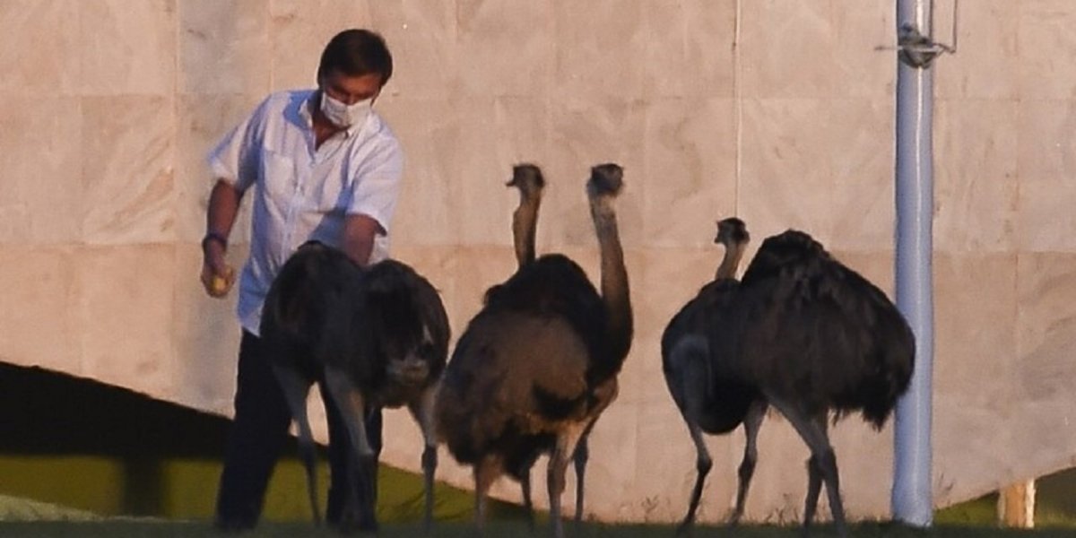 Emas 'de Bolsonaro' morrem de obesidade; saiba mais