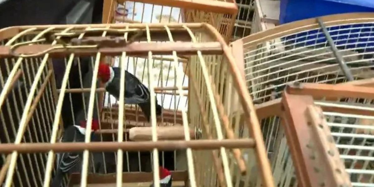 Polícia resgata 60 aves silvestres no bairro da Engomadeira, em Salvador