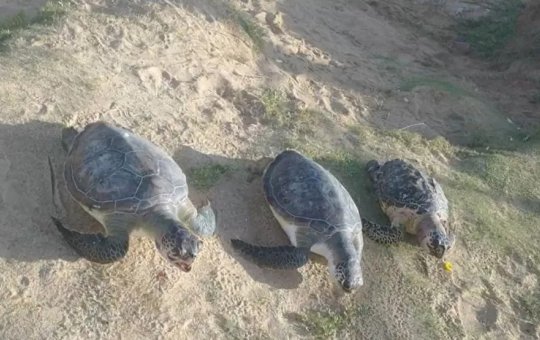 Tartarugas marinhas são encontradas mortas em praia de Salvador