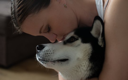 Pensão alimentícia para pets: Câmara vota projeto