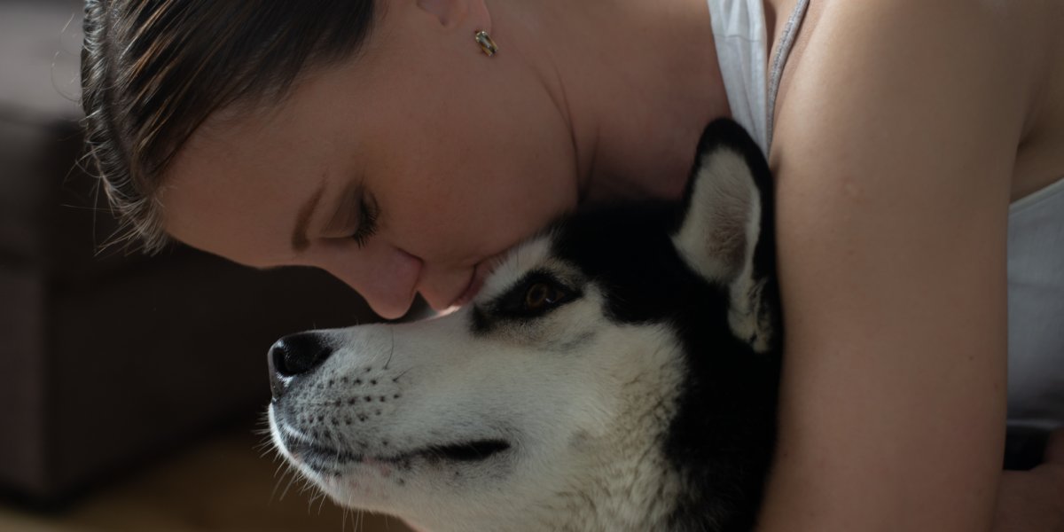 Pensão alimentícia para pets: Câmara vota projeto