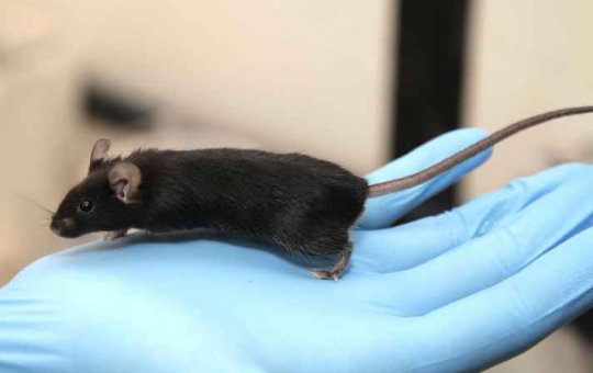 Uso de animais em pesquisas sobre cosméticos passa a ser proibido no Brasil