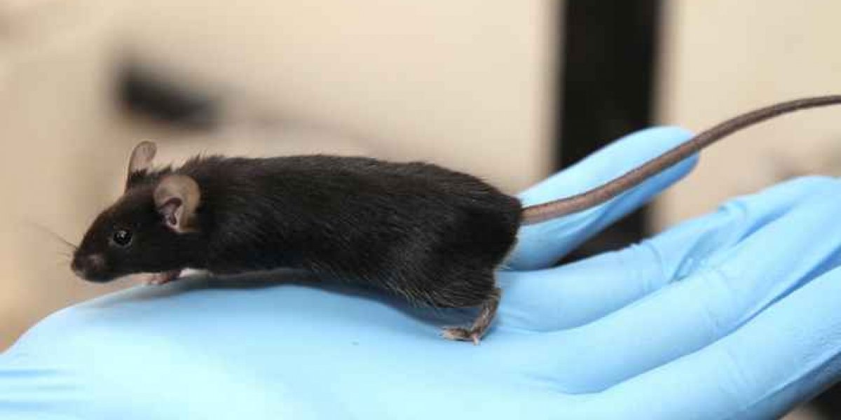 Uso de animais em pesquisas sobre cosméticos passa a ser proibido no Brasil