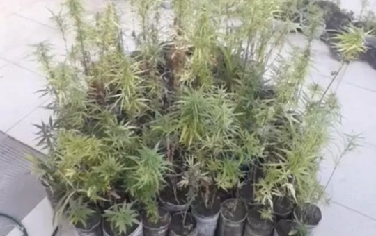 Polícia atende caso de violência doméstica e descobre horta de maconha na Bahia