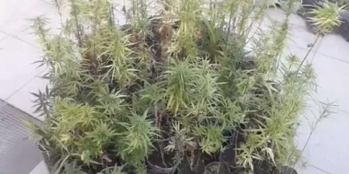Polícia atende caso de violência doméstica e descobre horta de maconha na Bahia