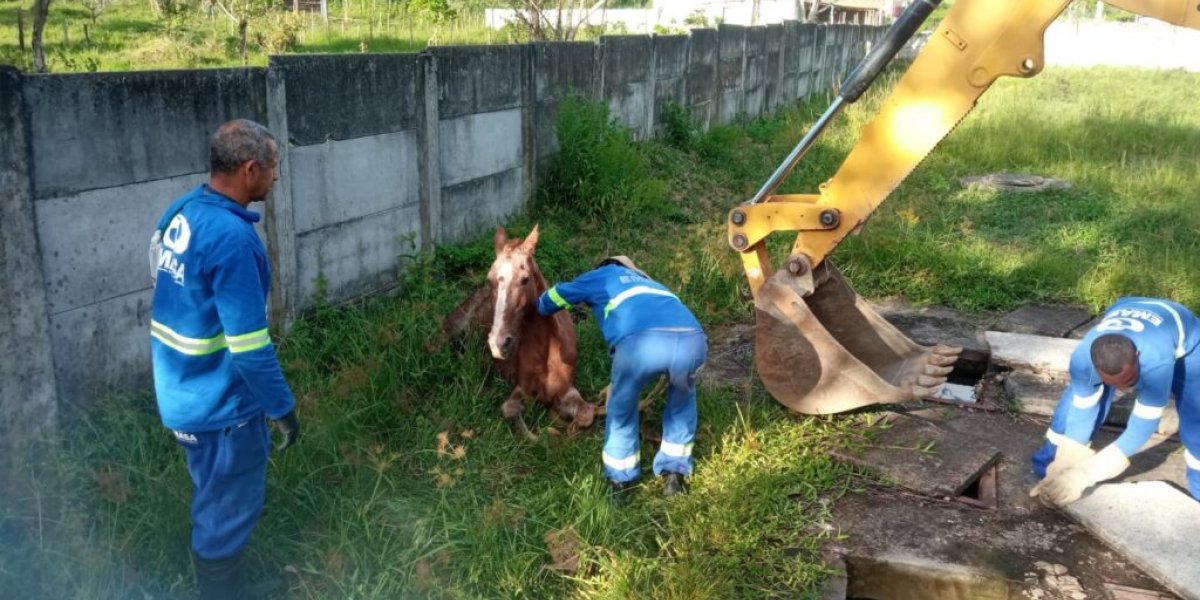 Após cair em poço, cavalo é resgatado em Itabuna