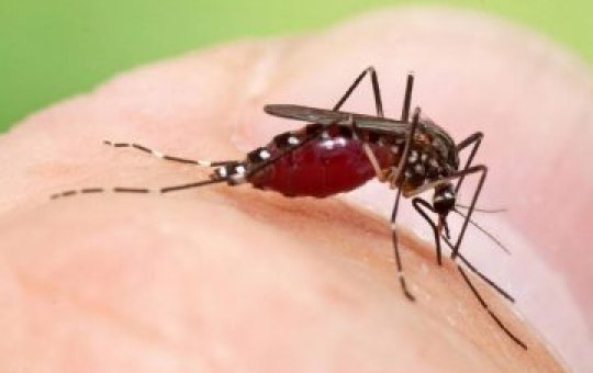 Bahia registra aumento de 66% de casos de dengue no 1º trimestre