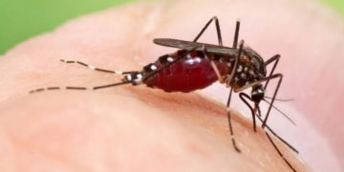 Bahia registra aumento de 66% de casos de dengue no 1º trimestre