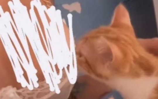 MC Pipokinha 'amamenta' gatos e gera revolta na web