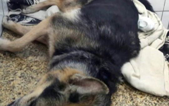 Cadela é atingida por bala perdida na Zona Norte do Rio