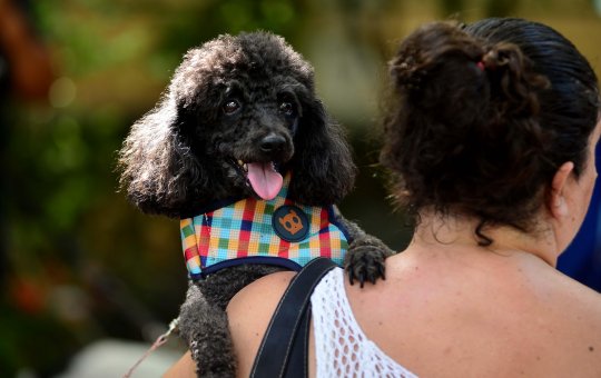 Dia Nacional dos Animais é comemorado com ações de proteção aos pets em Salvador