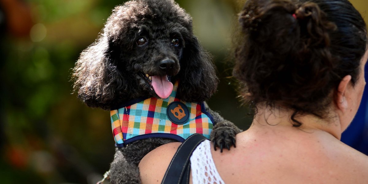 Dia Nacional dos Animais é comemorado com ações de proteção aos pets em Salvador