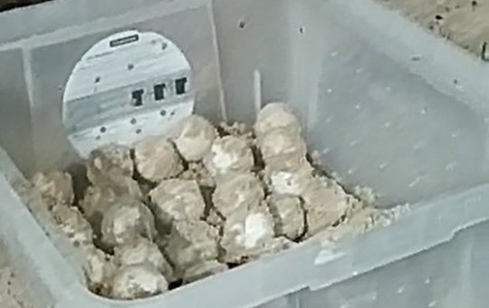 Grupo de proteção ambiental resgata 150 ovos de tartaruga na praia da Pituba