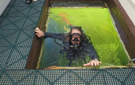 Professor de ciências decide passar 100 dias debaixo da água