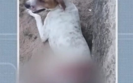 Cachorro fica gravemente ferido depois de ser golpeado com facão