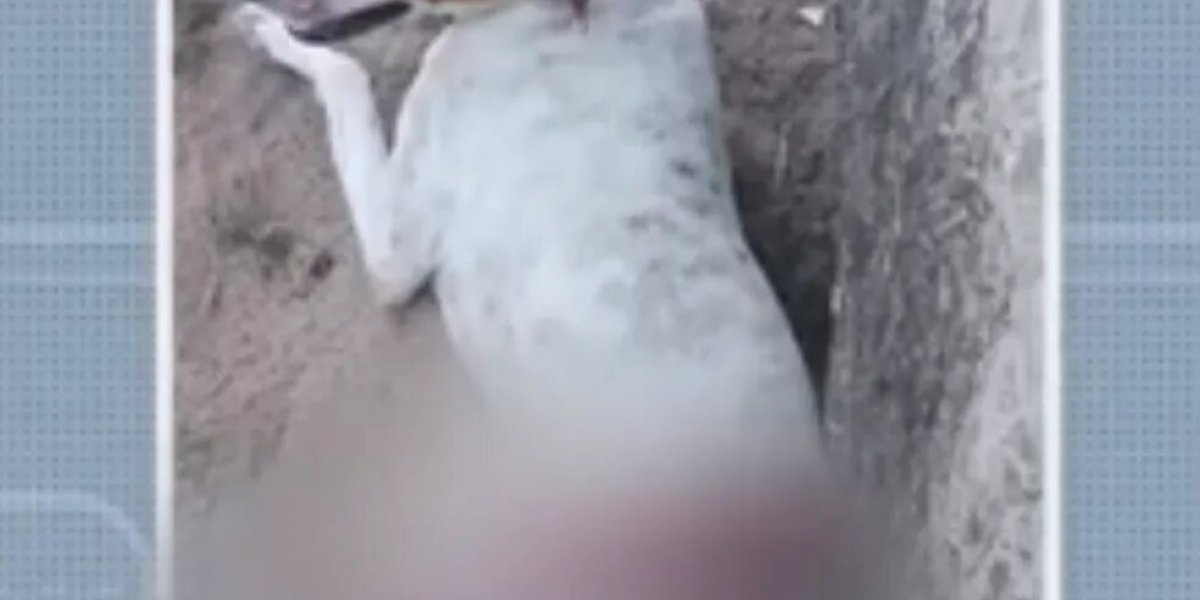 Cachorro fica gravemente ferido depois de ser golpeado com facão