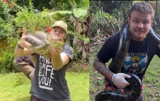 Homem leva picadas de jibóia para mostrar que nada acontece