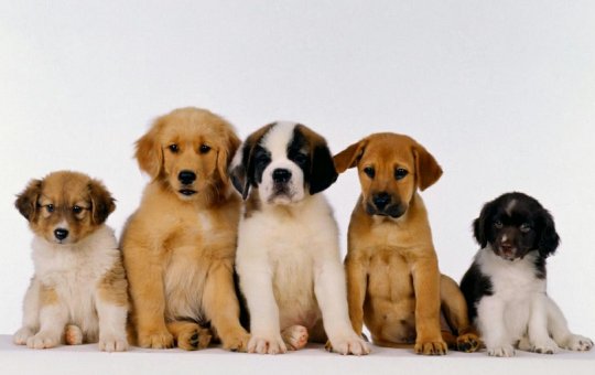 Feira de adoção de cães acontece neste final de semana em Salvador