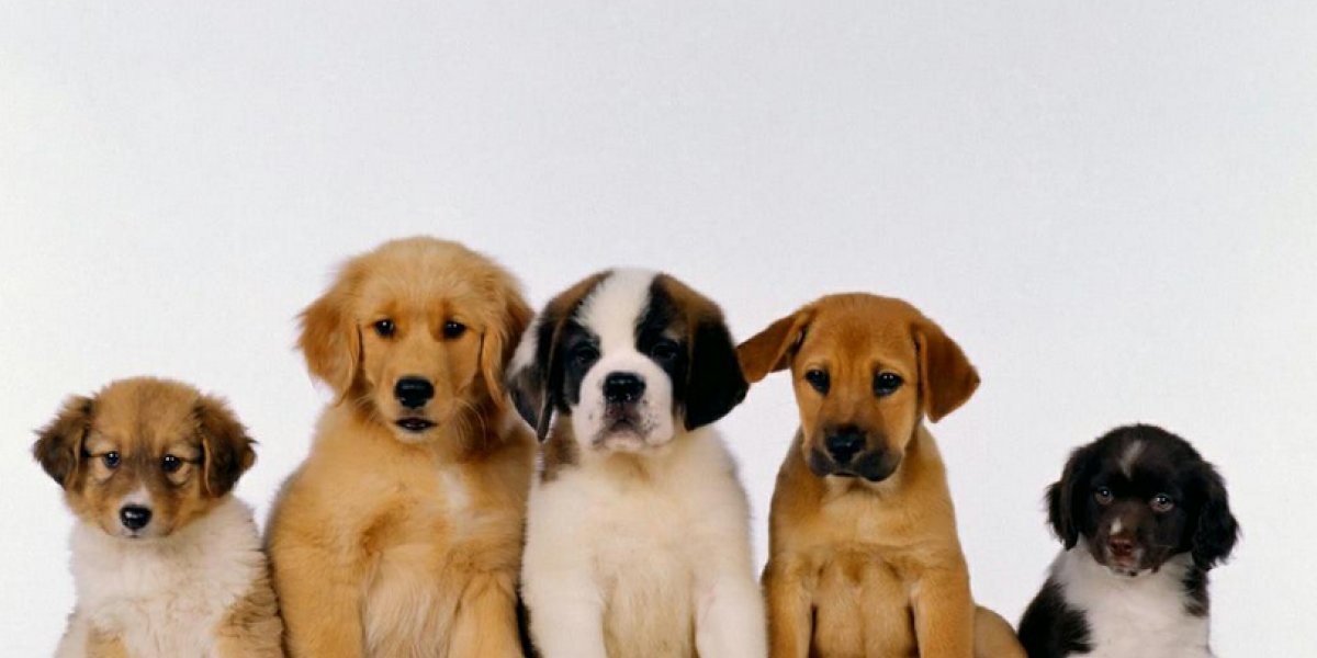 Feira de adoção de cães acontece neste final de semana em Salvador