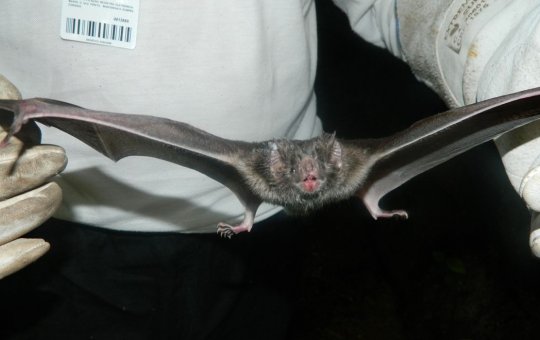 Bahia tem 9 casos de morcegos infectados por raiva; secretaria emite alerta