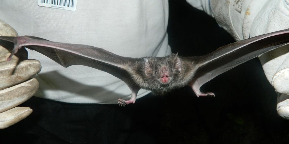 Bahia tem 9 casos de morcegos infectados por raiva; secretaria emite alerta